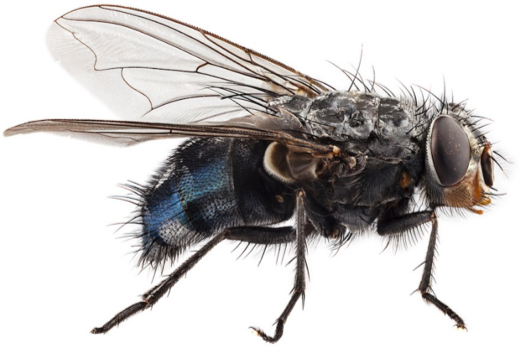 mosca mosca