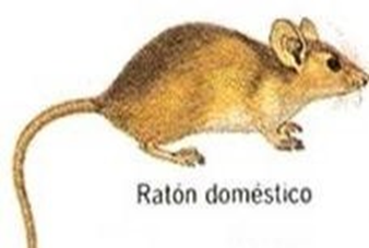 raton1 raton1
