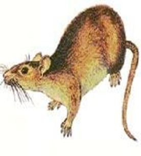 raton2 raton2