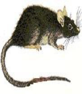 raton3 raton3