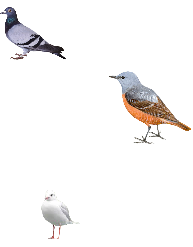 aves aves